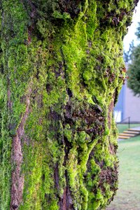 Leaf wood growth photo