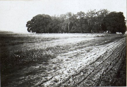 Friedhof in Podberezie (BildID 15694559)