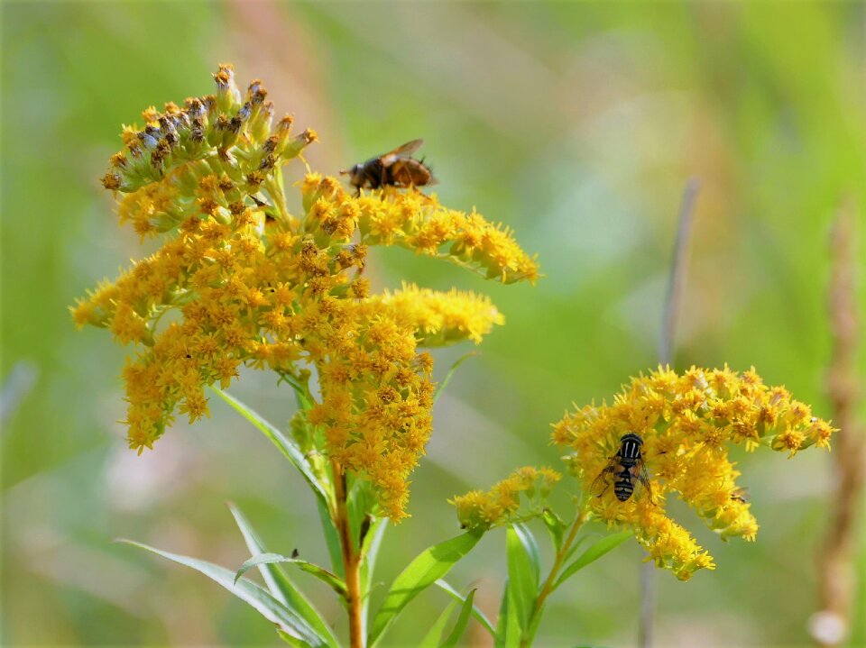 Yellow flower nature wasp
