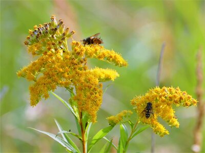 Yellow flower nature wasp