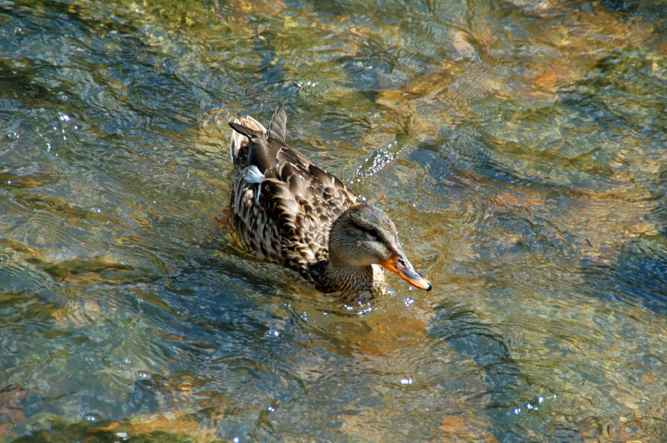 Water swimming water birds