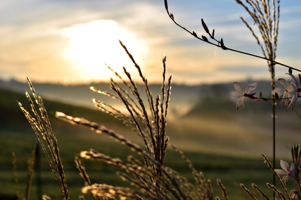 Backlighting mood meadow