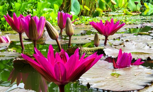 Water lily water pond