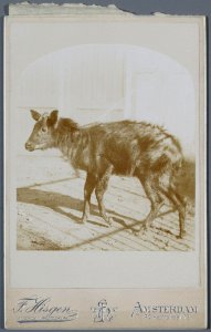 Friedrich Carel Hisgen, Afb 000395000355