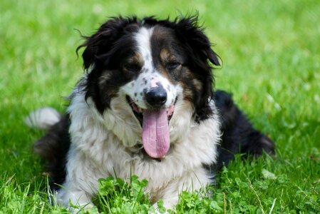 Animal collie dog photo