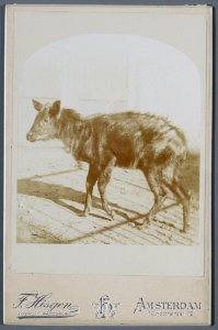 Friedrich Carel Hisgen, Afb 000395000361