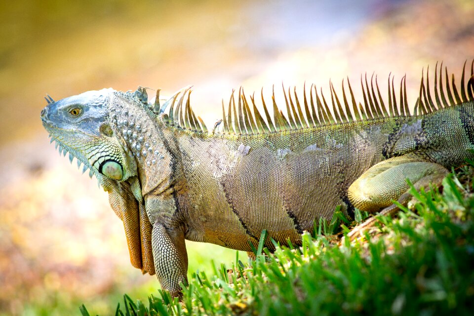 Wildlife nature wild