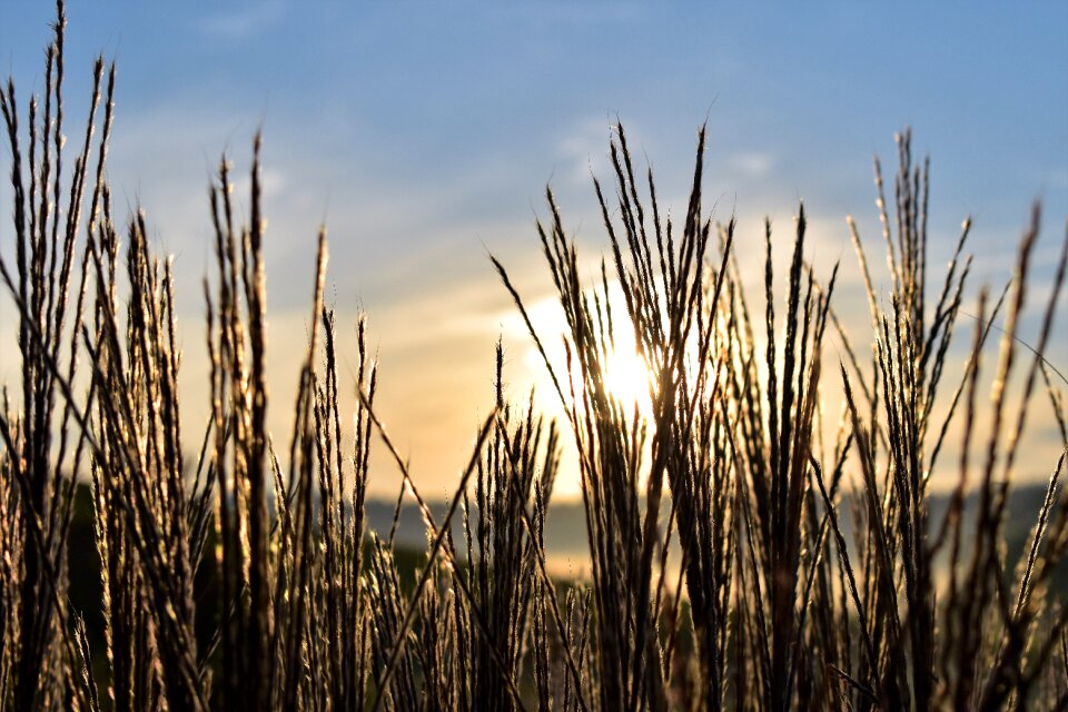 Backlighting mood meadow