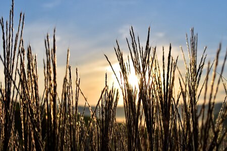 Backlighting mood meadow photo