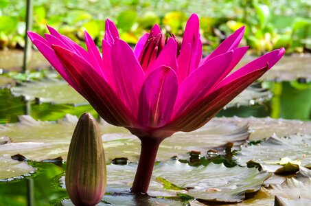 Water lily water pond photo