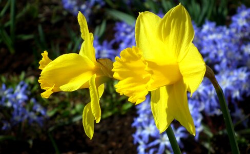 Narcissus trąbkowy leaf spring photo