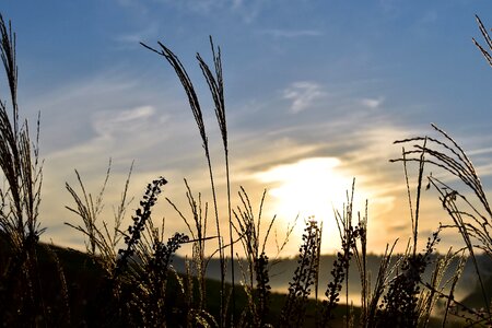 Backlighting mood meadow
