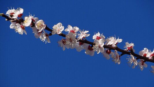 Tree apricot season photo