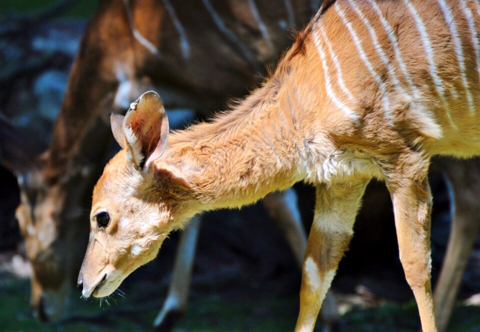 Young animal africa animal