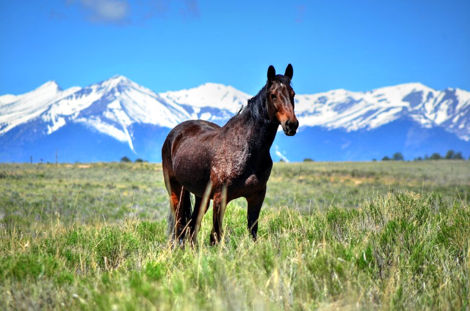 Nature landscape animal