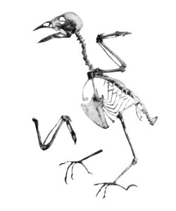 Fringilla coelebs 197