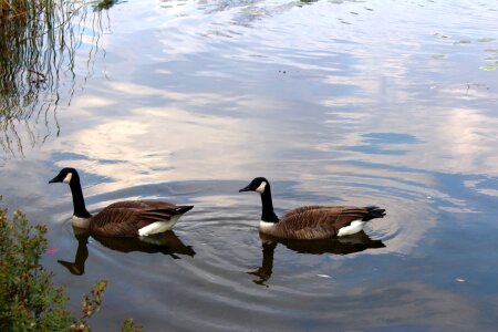 Ducks shell lake