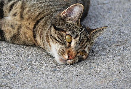 Eyes domestic cat mackerel
