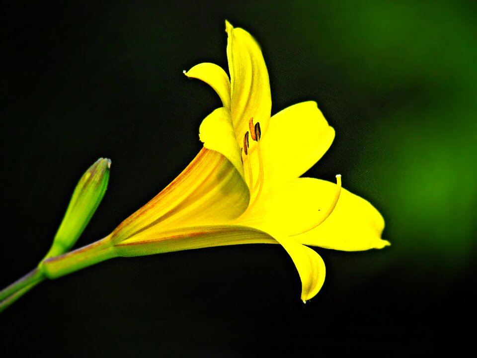 Nature summer plant