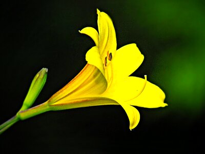 Nature summer plant