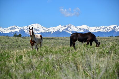 Farm equine ranch photo