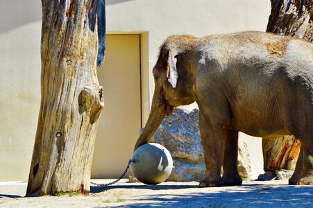 Proboscis animal zoo