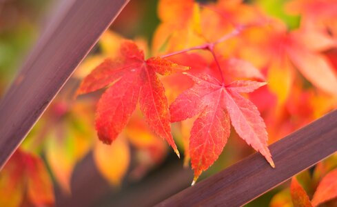 Autumn wallpaper washed away autumn colors