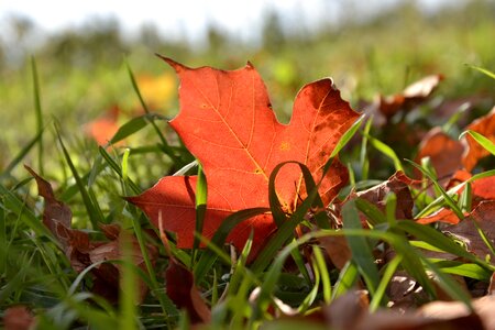 Autumn red fall photo