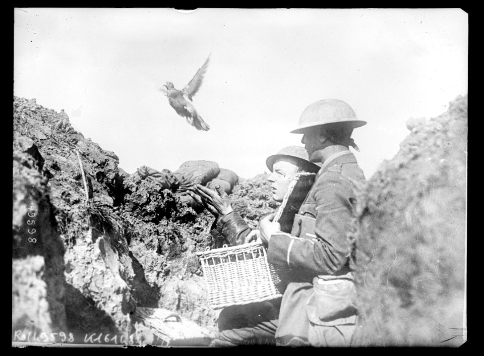 Front anglais, pigeons voyageurs