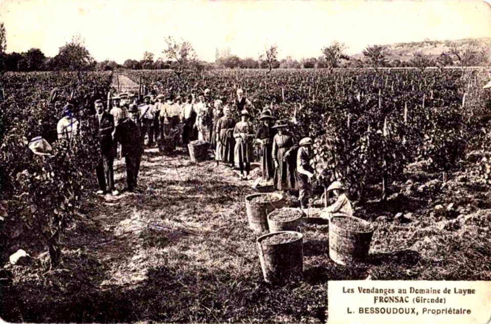 Fronsac - domaine la Layne 2