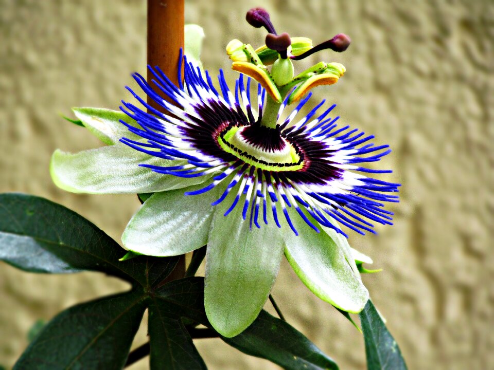 Houseplant flourishing flowering