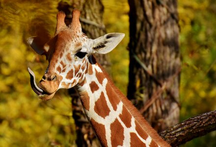 Animal portrait funny tierpark hellabrunn photo