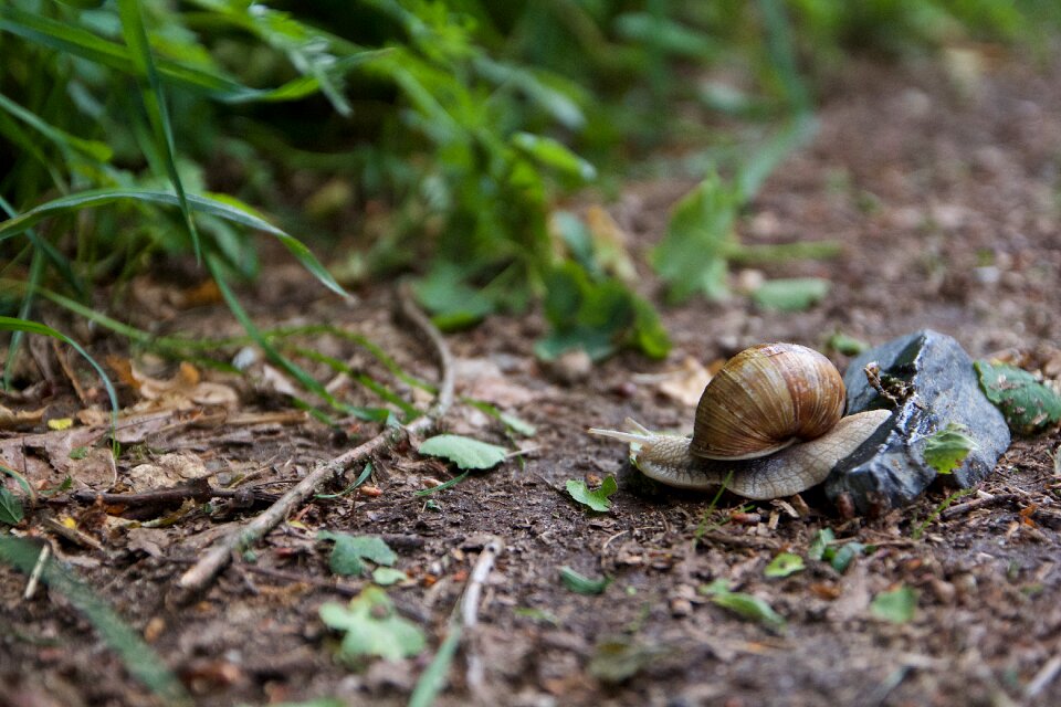 Shell animal garden