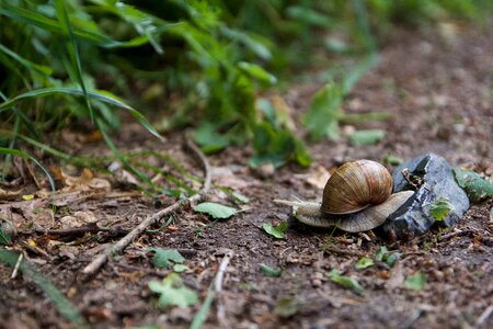 Shell animal garden photo