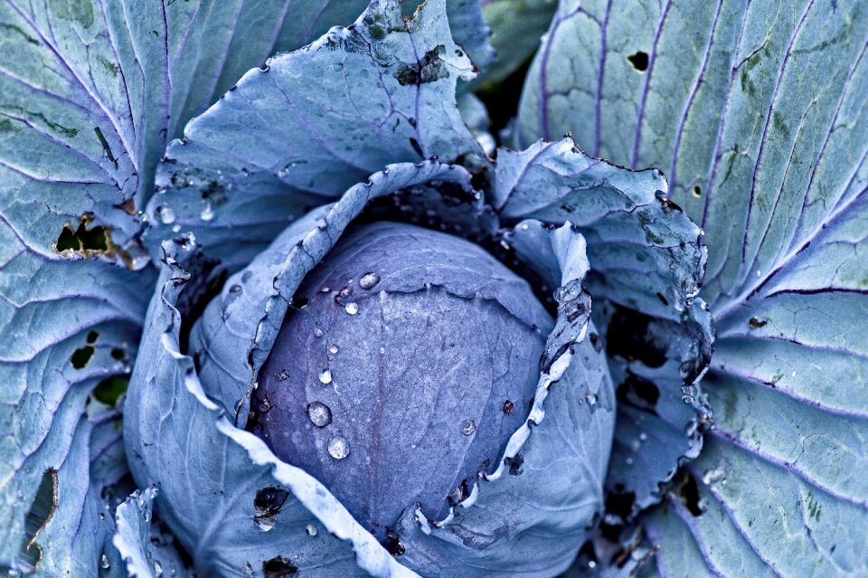 Blue vegetables fresh