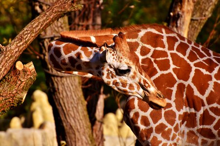 Funny tierpark hellabrunn animal photo