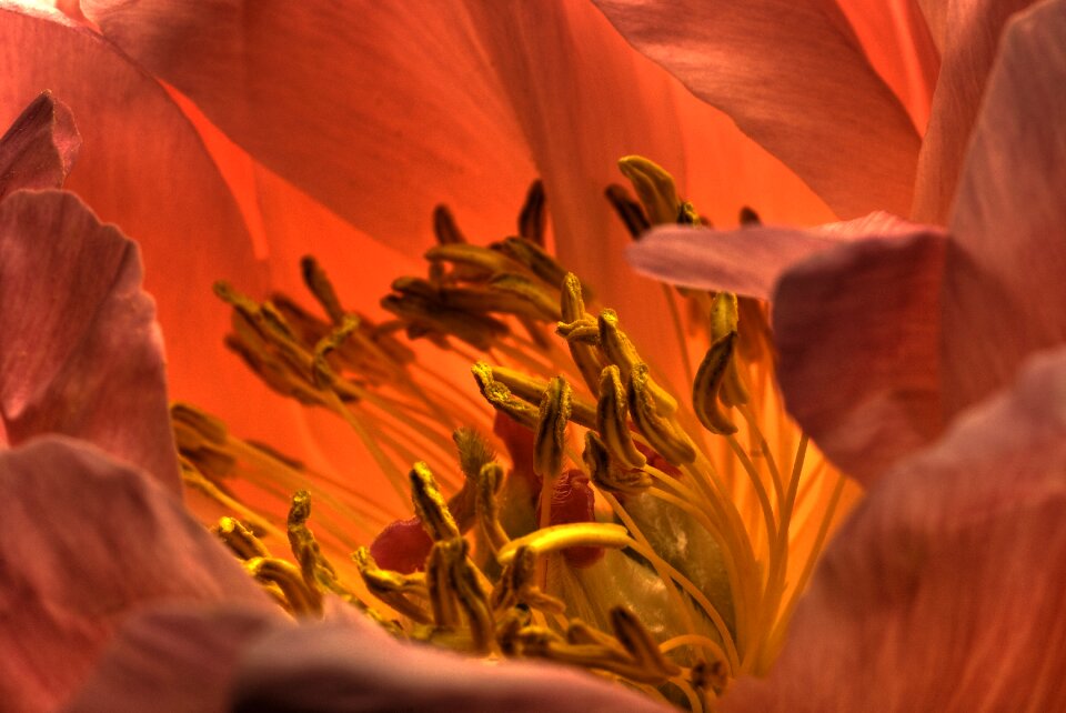 Bloom flower close up