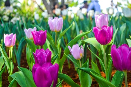 Garden flower tulips photo