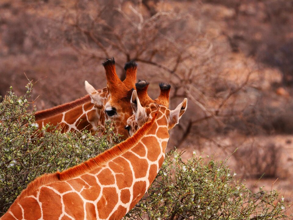 Eat friends wild animal