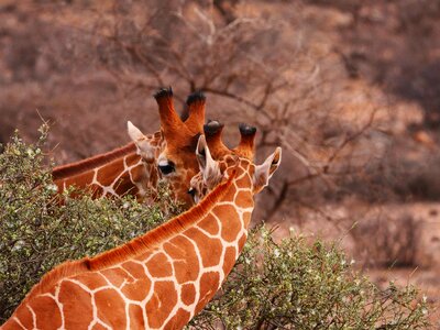 Eat friends wild animal photo