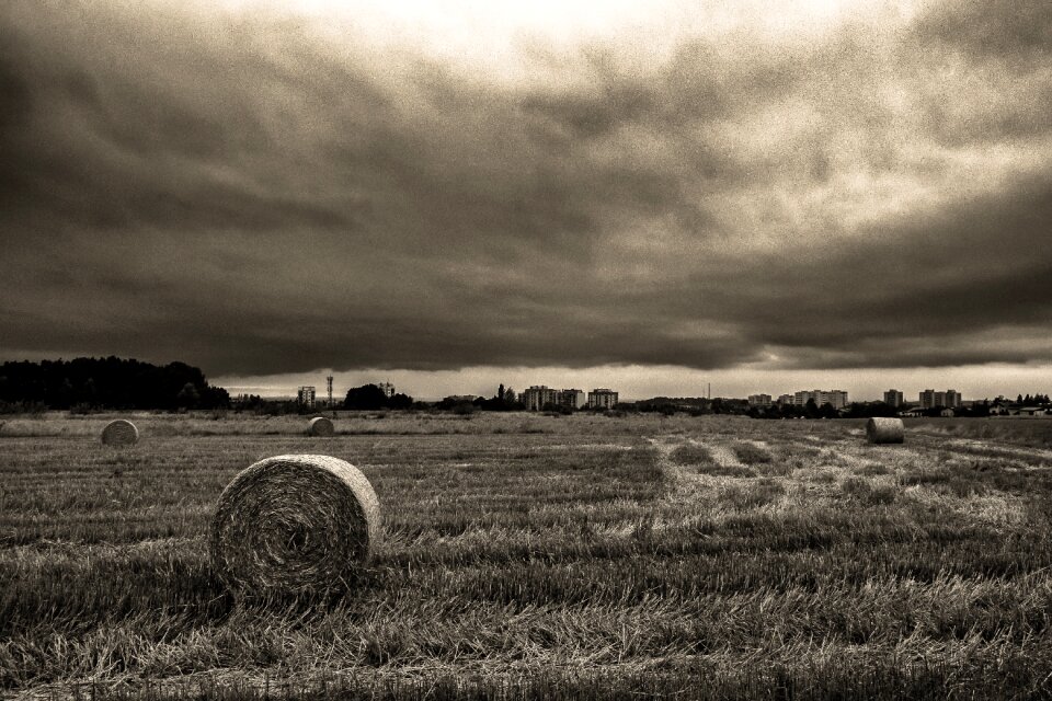 Field landscape black and white