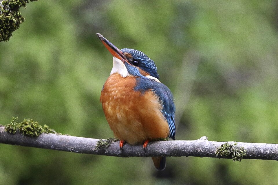 Nature bill flying jewel