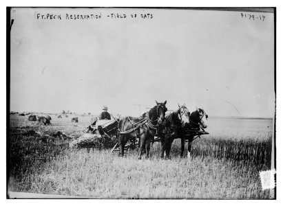 Ft. Peck Reservation -- 200 acre oat field LCCN2014704365
