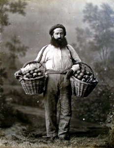 Frutero cjunior 1887