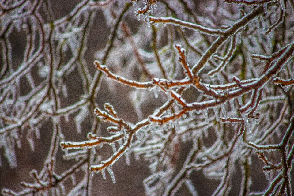 Frozen january december