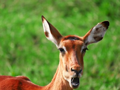 Yawn antelope gazelle photo