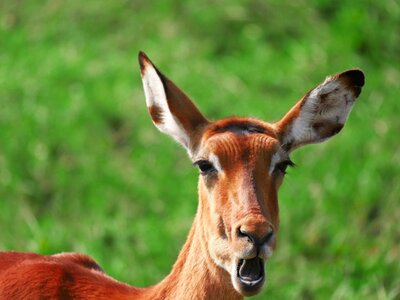Yawn antelope gazelle