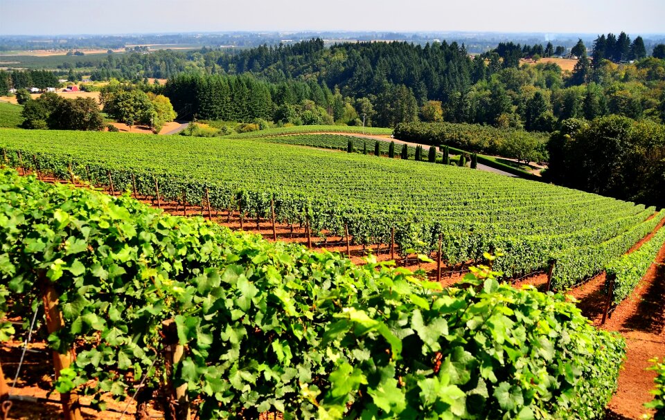 Winery harvest wine