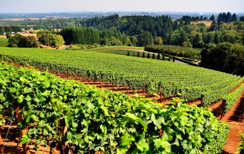 Winery harvest wine photo