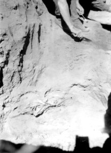 Från utgrävning av grav i Mound Lodi. Kalifornien. USA - SMVK - 004547